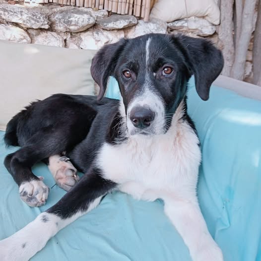 Foto de un Perro Mestizo en adopción en Valencia
