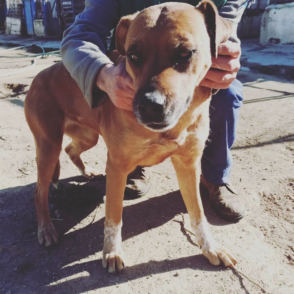 Foto de un Perro Mestizo en adopción en Madrid