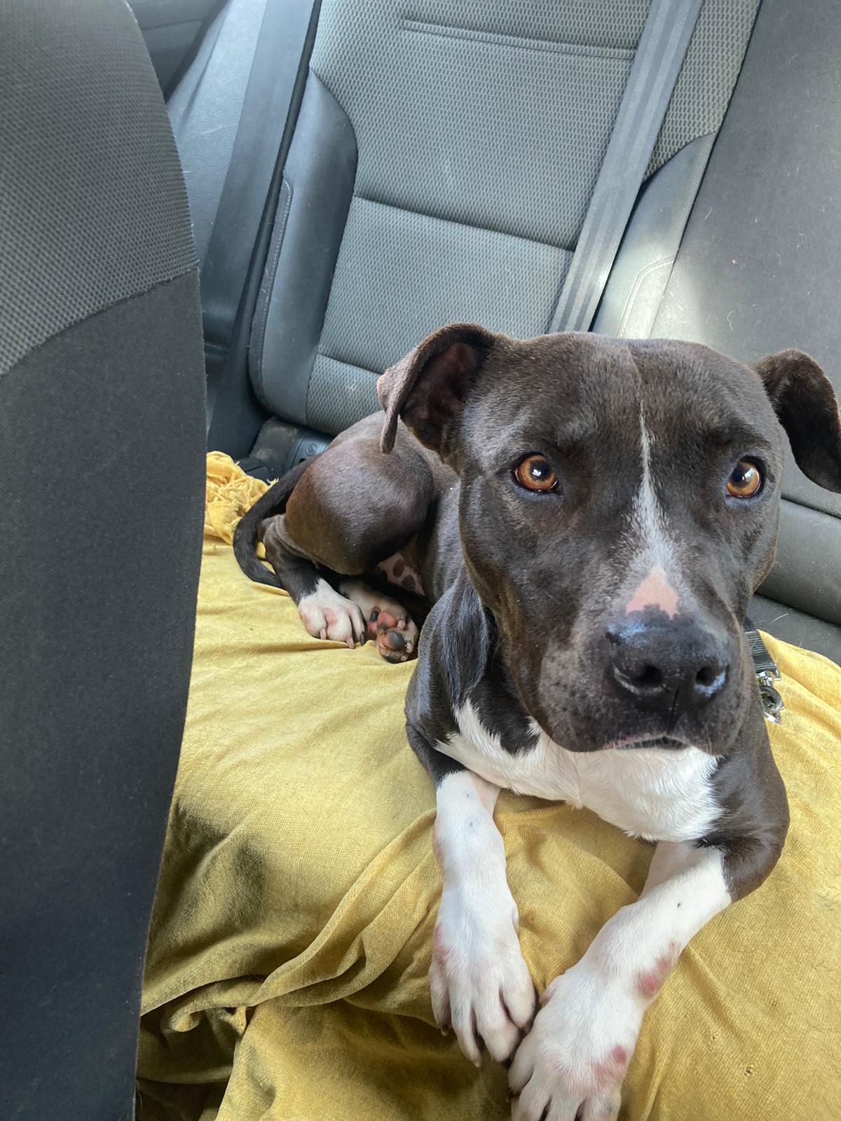 Foto de un Perro Mestizo en adopción en Madrid