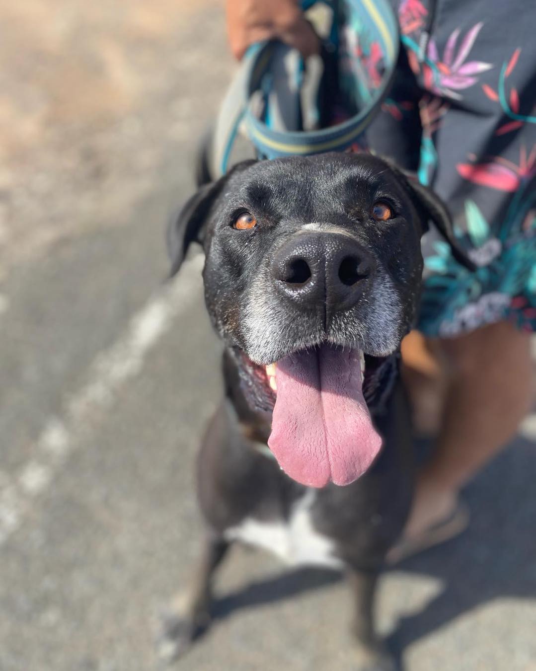 Foto de un Perro Pitbull en adopción en Puerto del Rosario