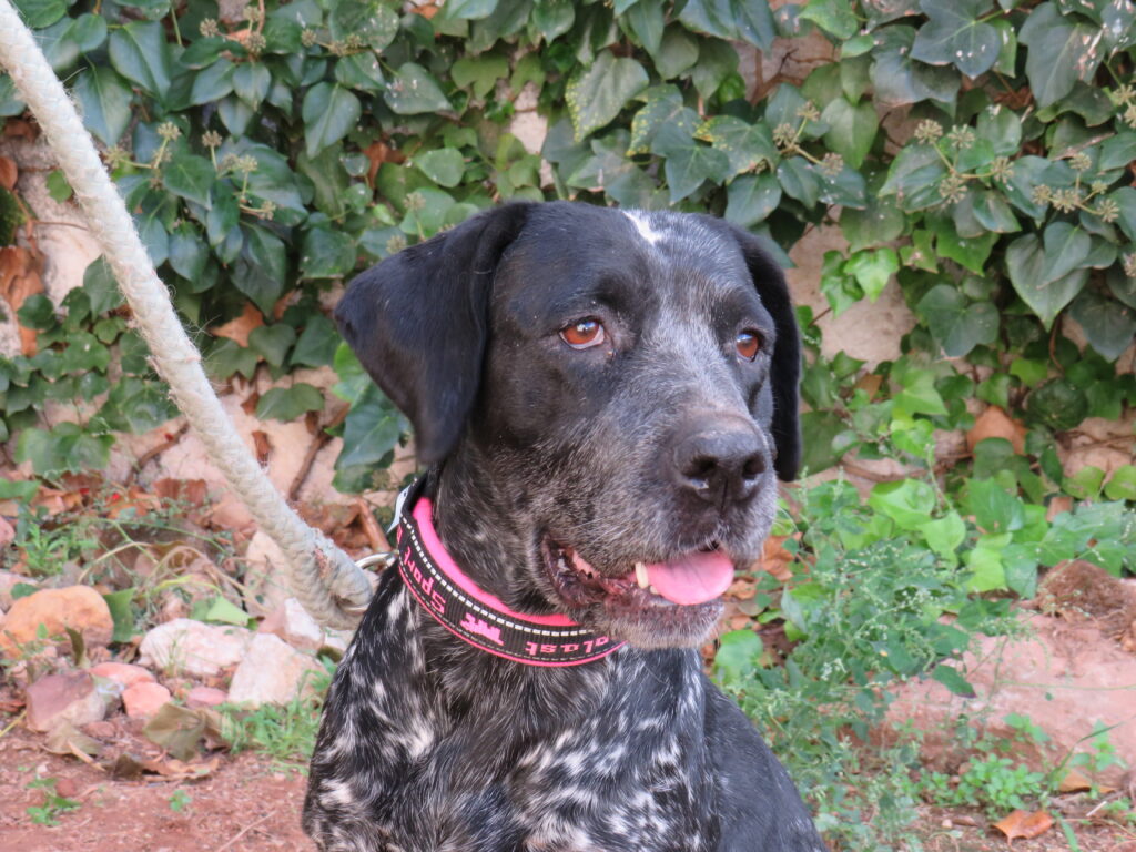 Foto de un Perro Mestizo en adopción en Ciudad Real