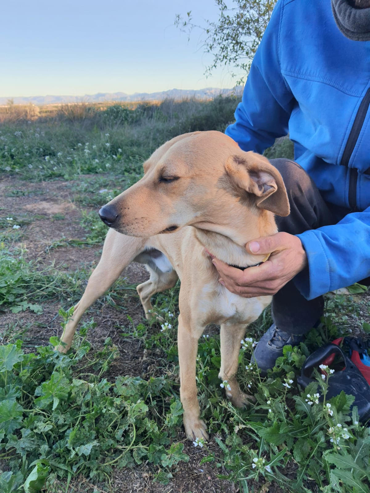Foto de un Perro Mestizo en adopción en Valencia