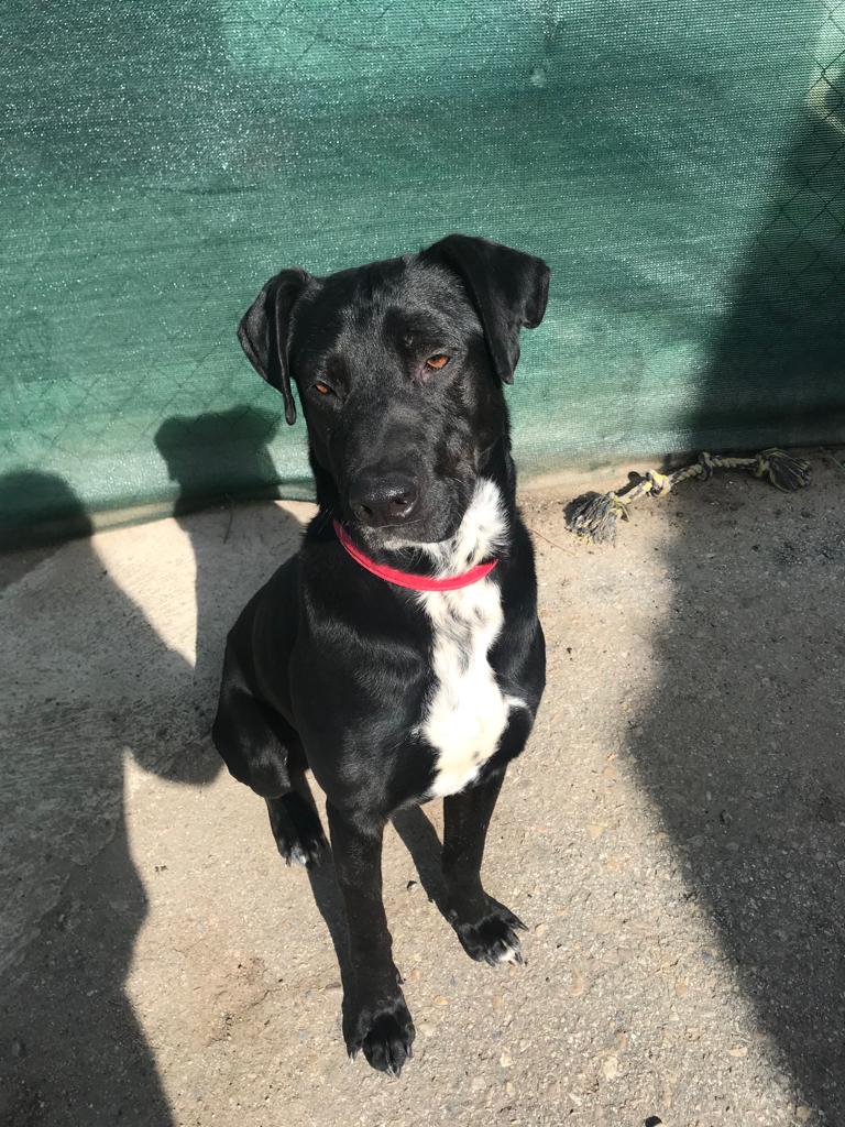 Foto de un Perro Labrador Retriever en adopción en Madrid
