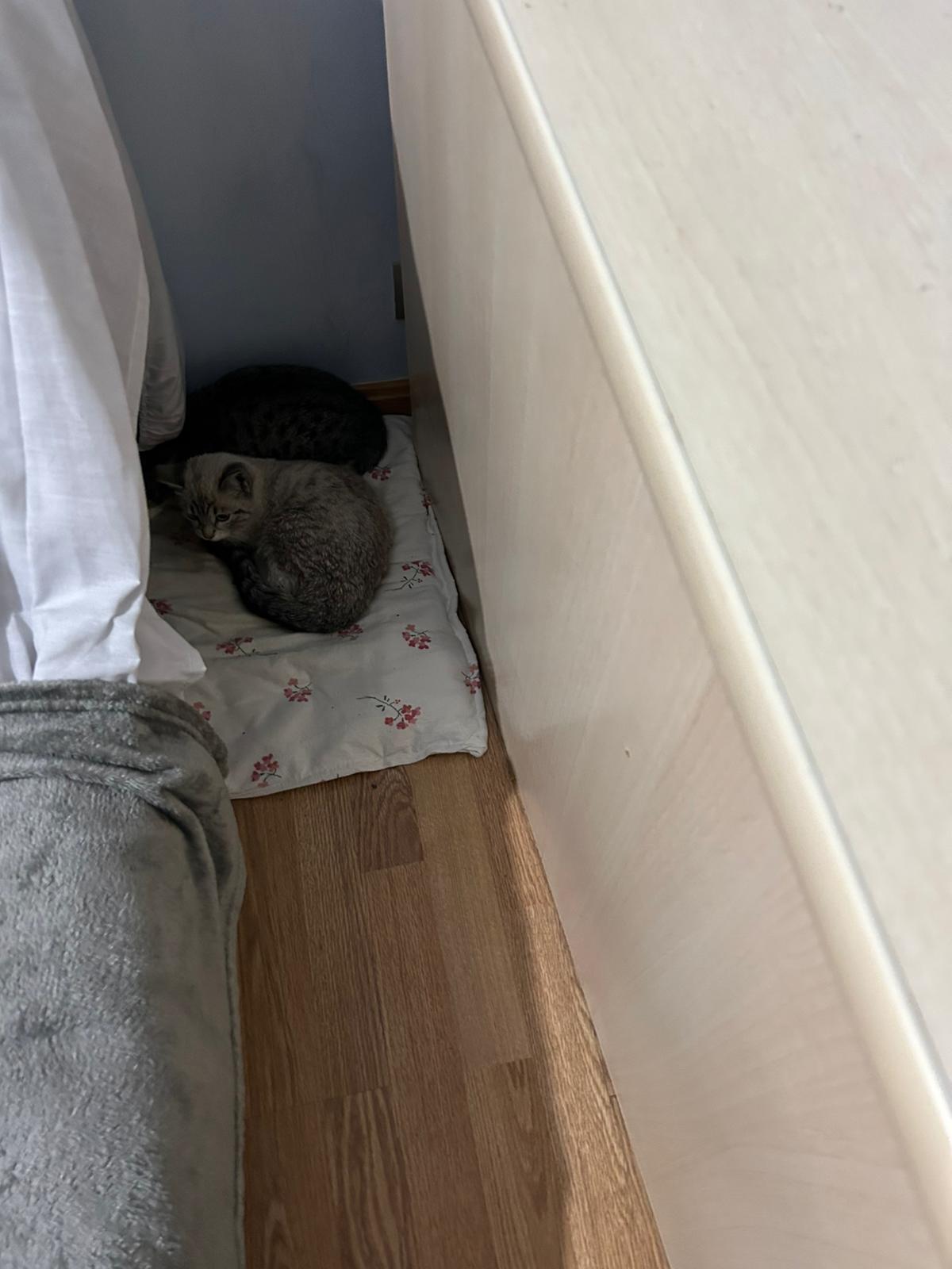 Foto de un Gato Europeo Común en adopción en Zaragoza