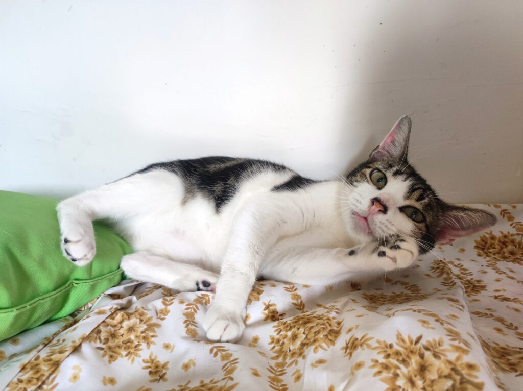 Foto de un Gato Europeo Común en adopción en Ciudad Real
