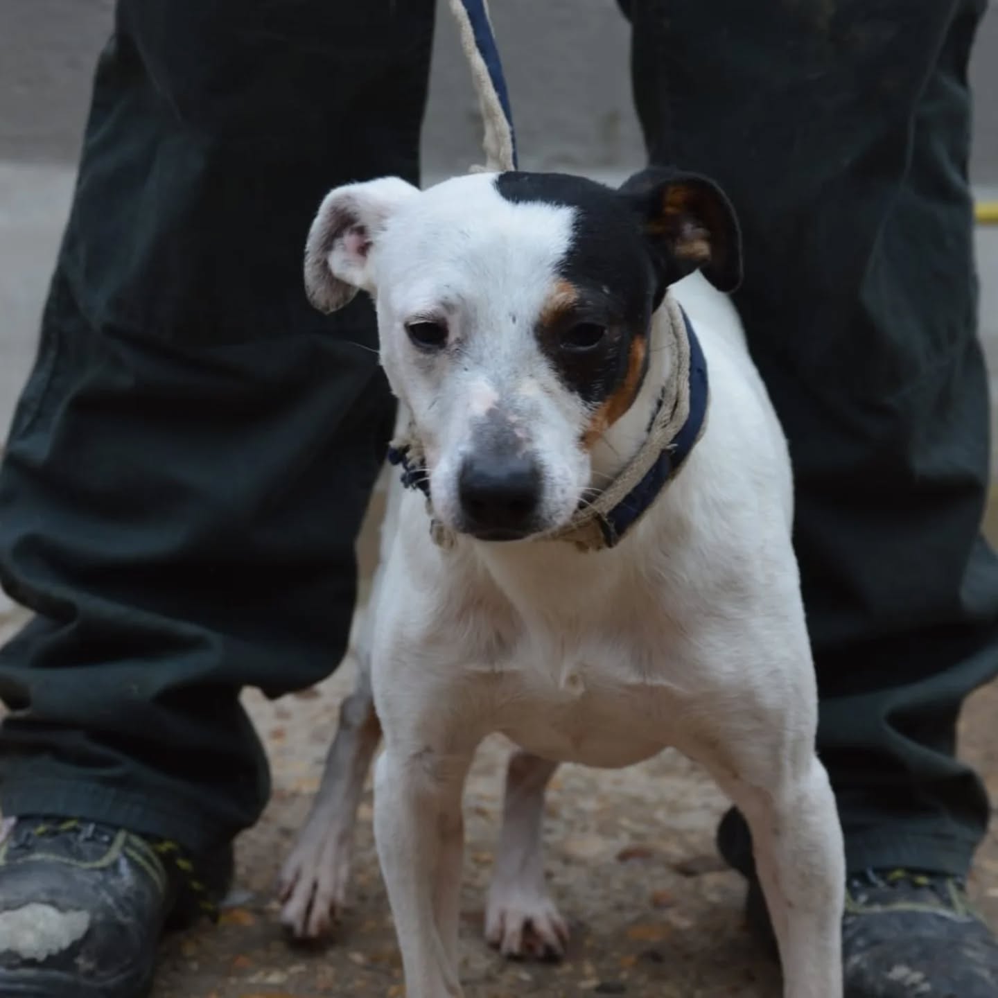 Foto de un Perro Bodeguero Andaluz en adopción en Toledo