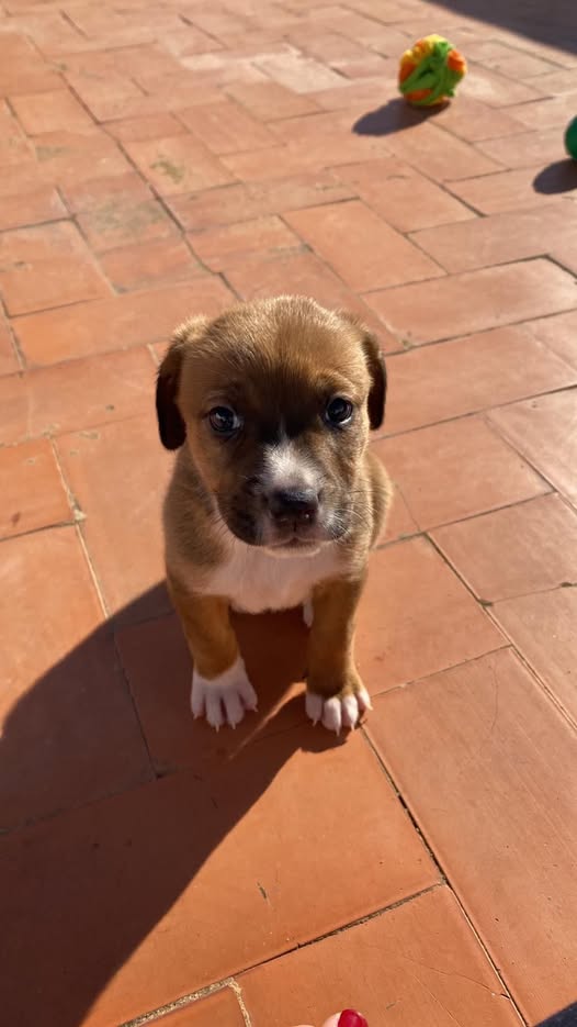 Foto de un Perro Mestizo en adopción en Valencia