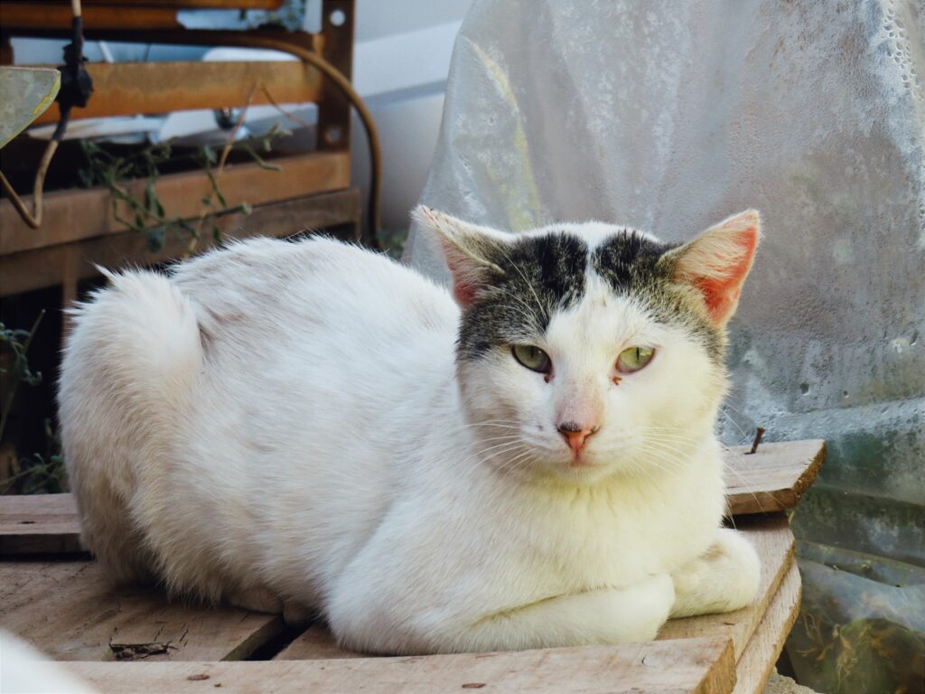 Foto de un Gato Europeo Común en adopción en Ciudad Real