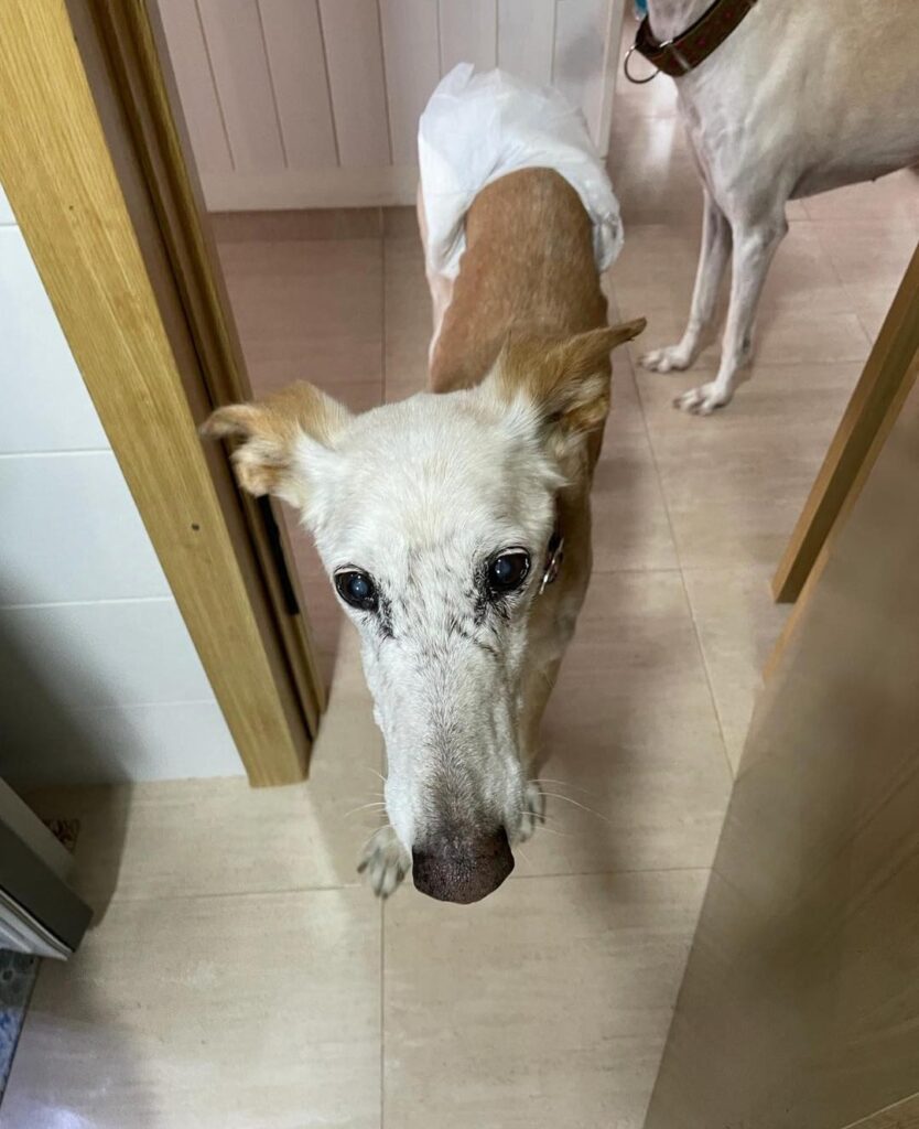 Foto de un Perro Galgo Español en adopción en Ciudad Real