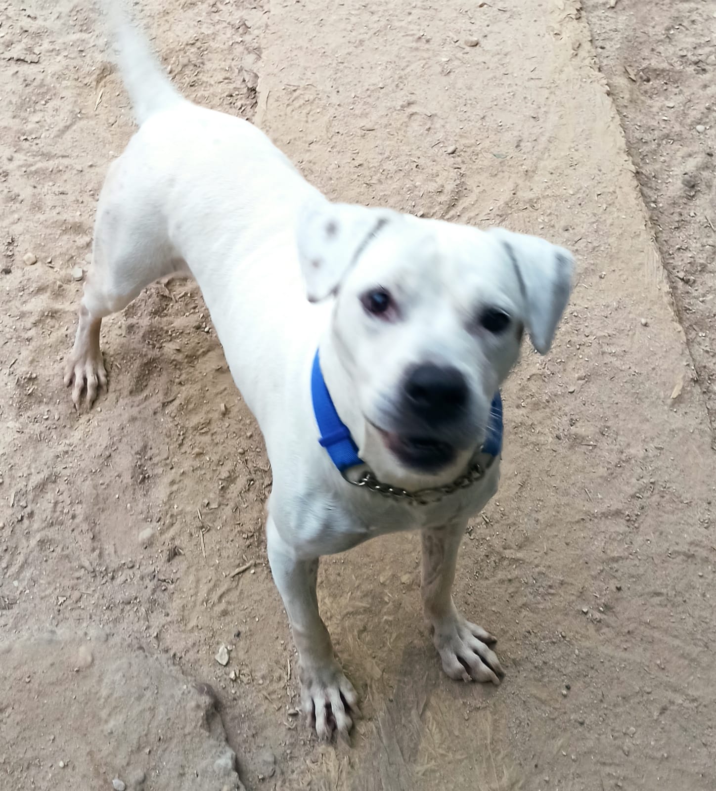 Foto de un Perro Bulldog Americano en adopción en Madrid