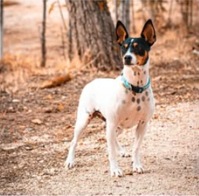 Foto de un Perro Mestizo en adopción en Toledo