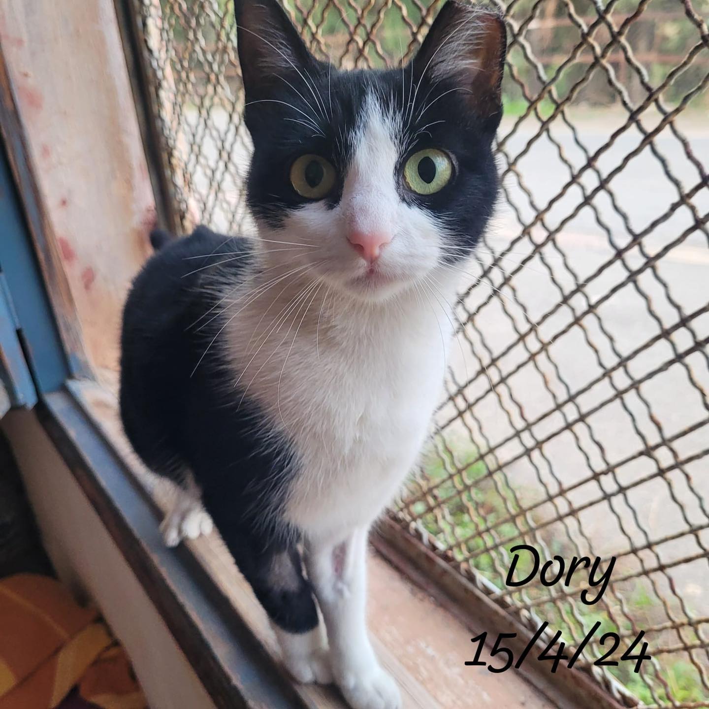 Foto de un Gato Europeo Común en adopción en Alicante