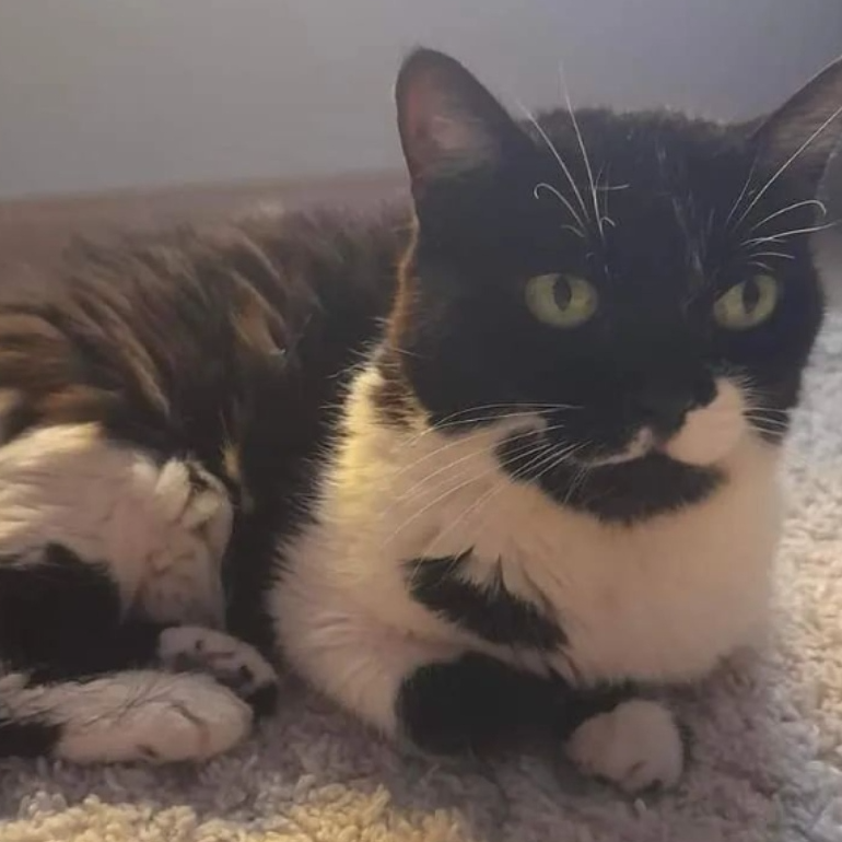 Foto de un Gato Europeo Común en adopción en Alicante