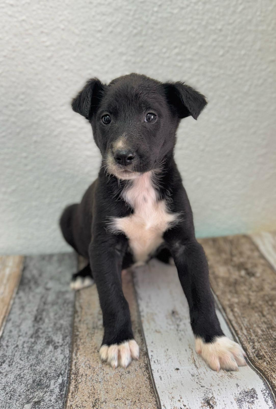 Foto de un Perro Mestizo en adopción en Alicante