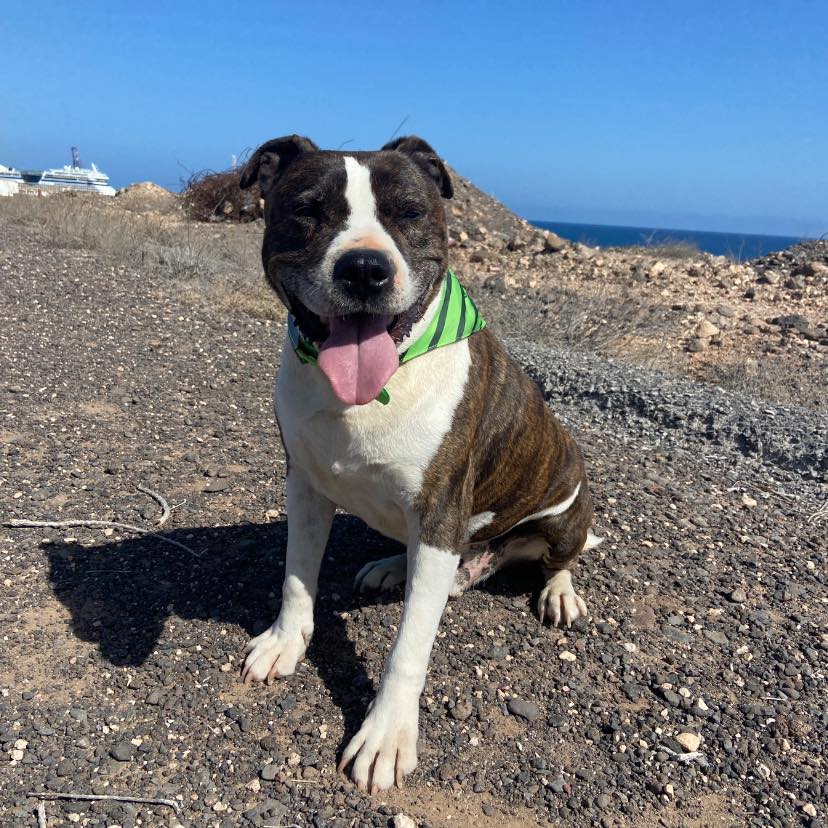 Foto de un Perro Staffordshire Bull Terrier en adopción en Puerto del Rosario