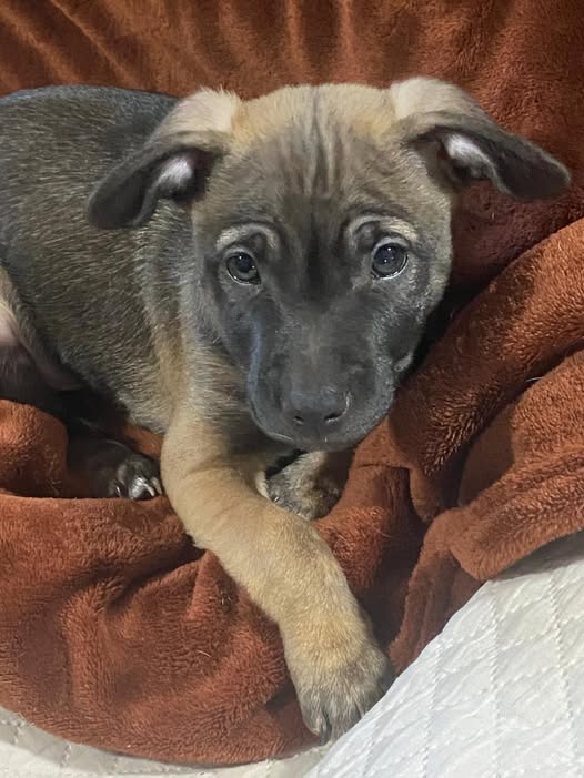 Foto de un Perro Mestizo en adopción en Valencia