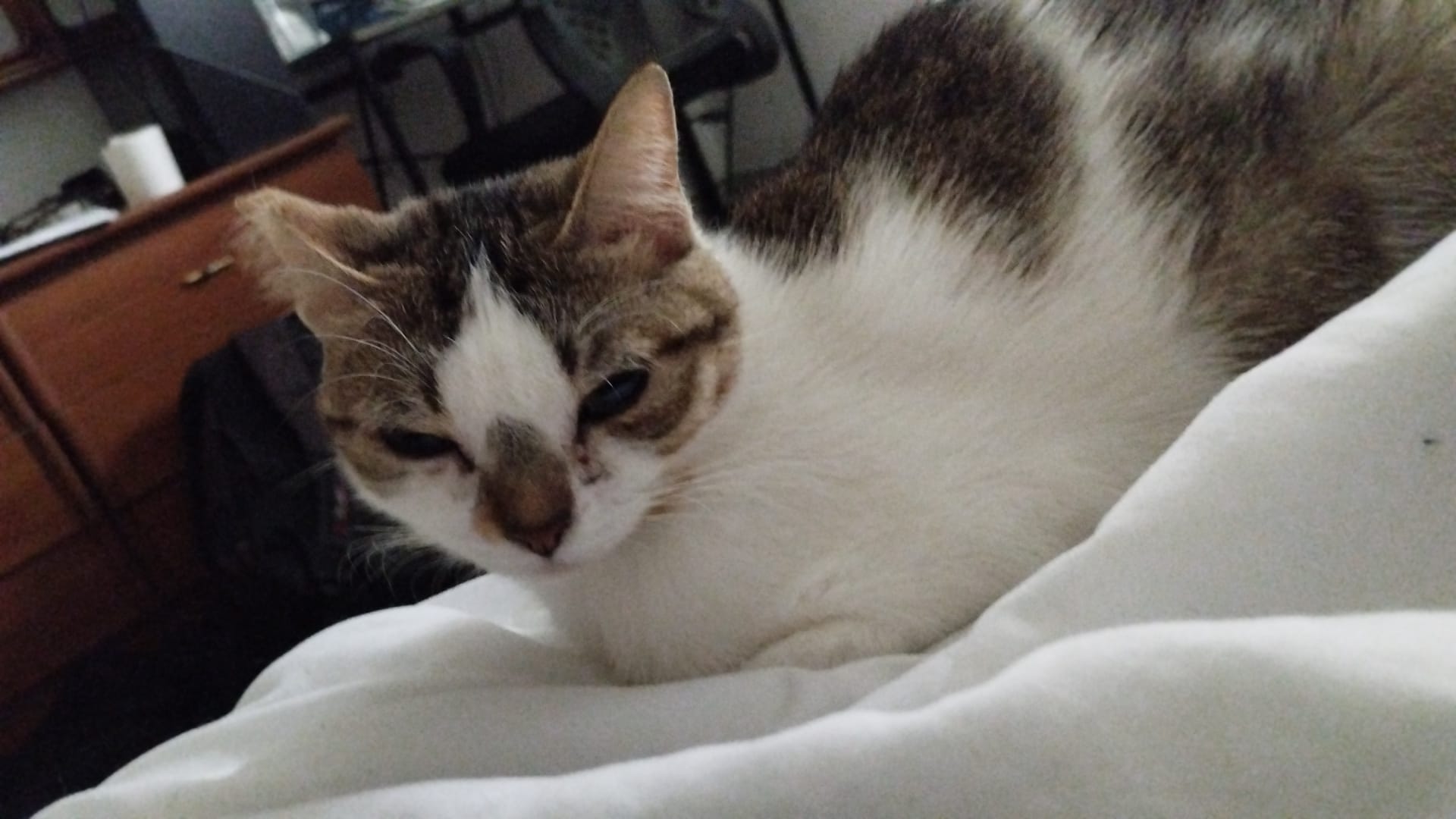 Foto de un Gato Europeo Común en adopción en Madrid