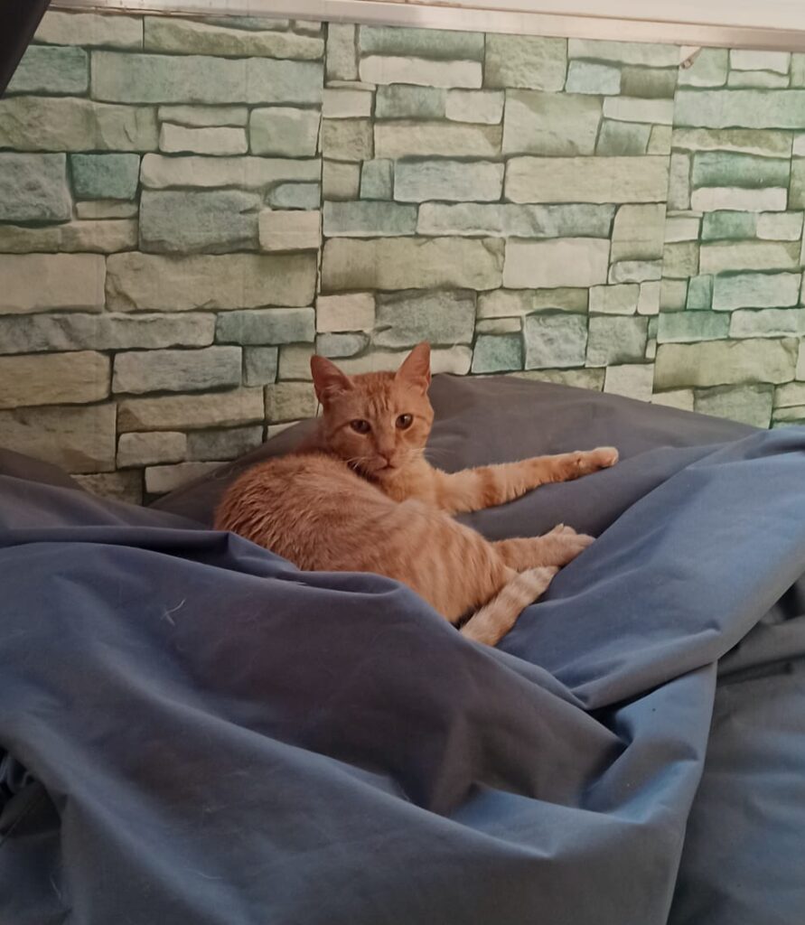 Foto de un Gato Europeo Común en adopción en Ciudad Real