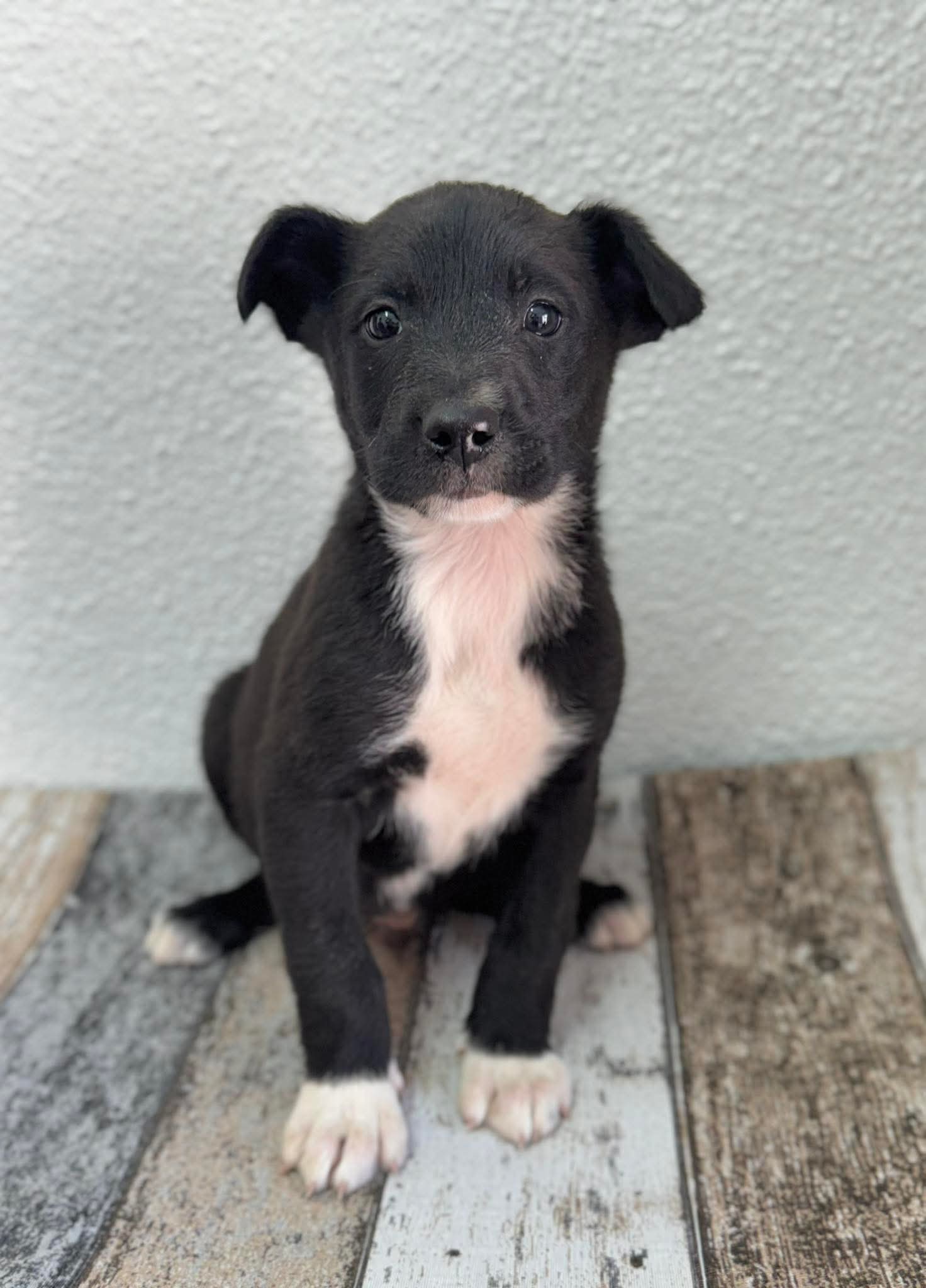 Foto de un Perro Mestizo en adopción en Alicante