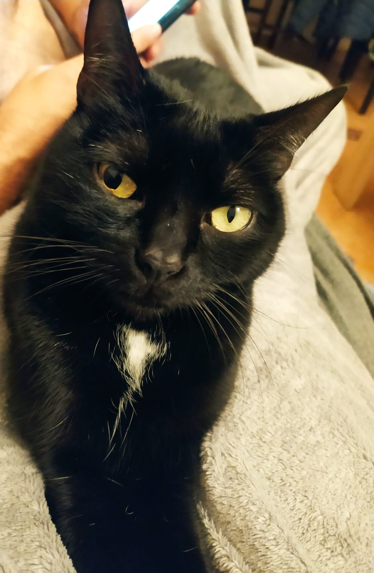 Foto de un Gato Europeo Común en adopción en Murcia