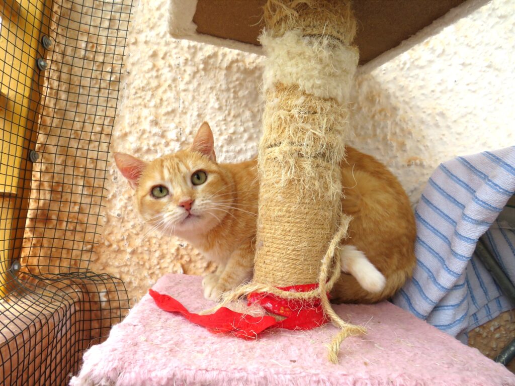 Foto de un Gato Europeo Común en adopción en Ciudad Real