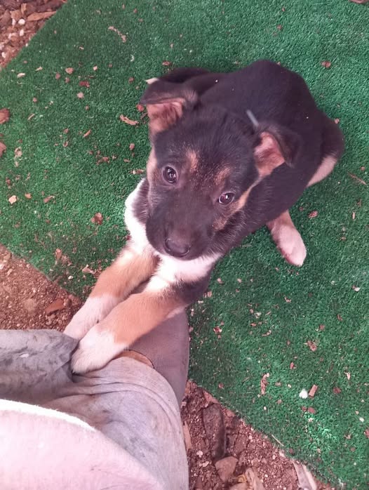 Foto de un Perro Mestizo en adopción en Valencia