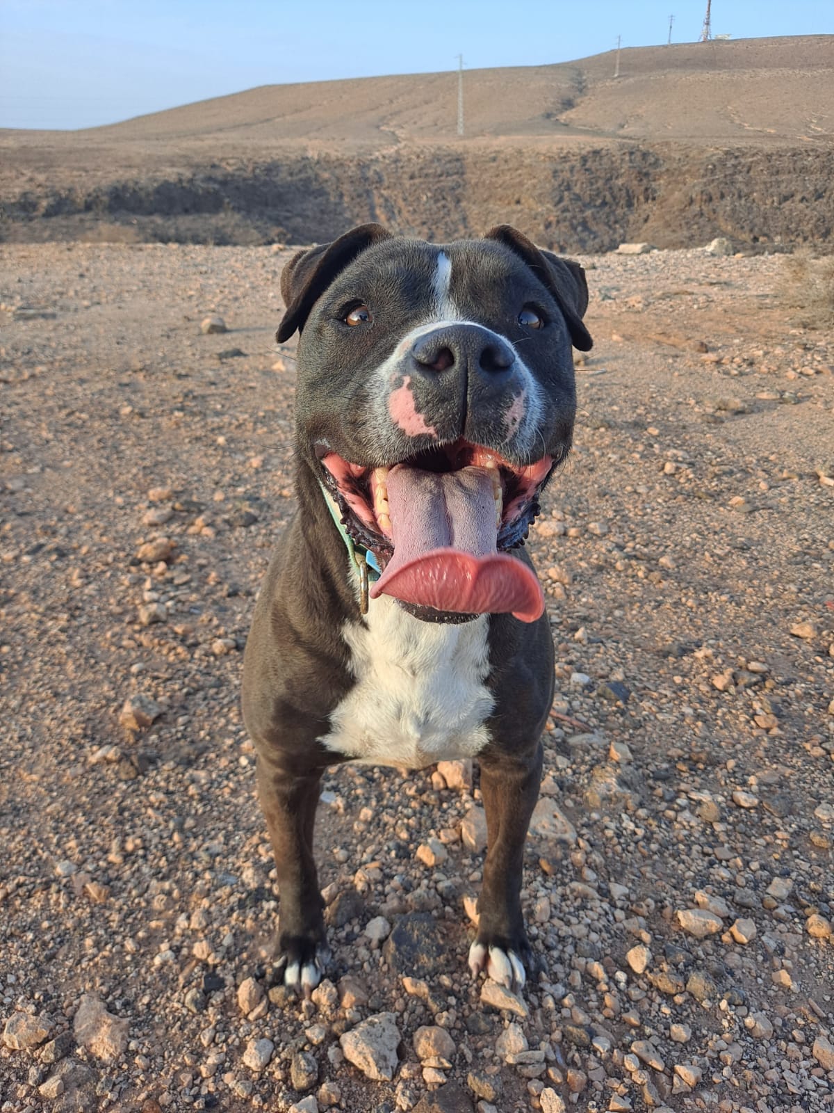 Foto de un Perro American Staffordshire Terrier en adopción en Puerto del Rosario
