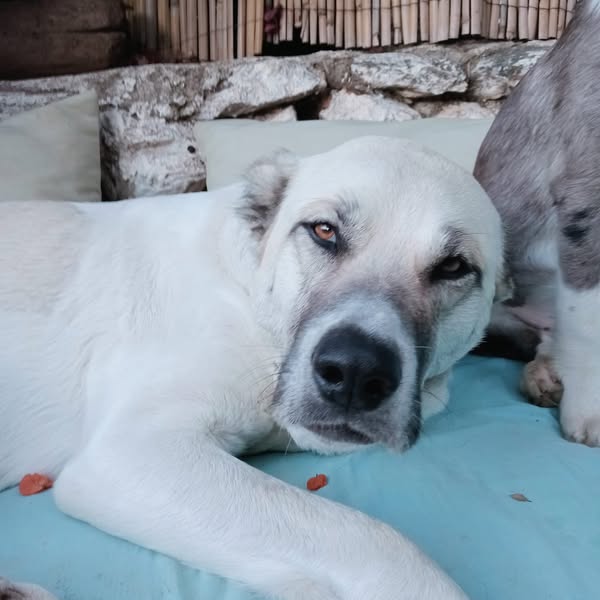 Foto de un Perro Mestizo en adopción en Valencia