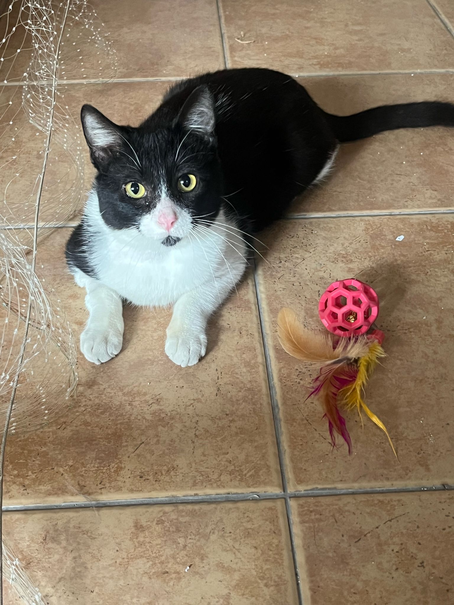 Foto de un Gato Europeo Común en adopción en Alicante