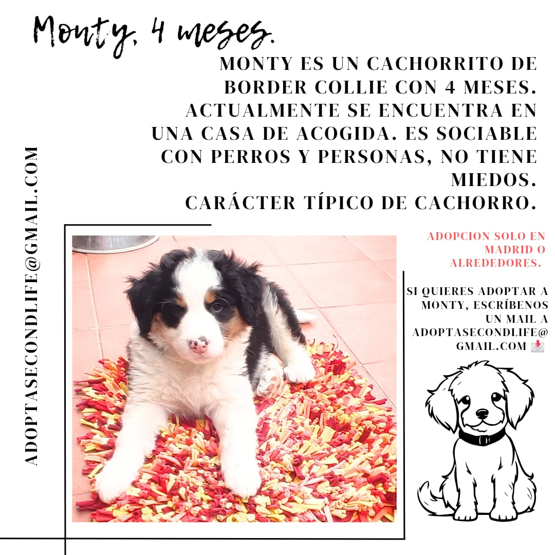 Foto de un Perro Border Collie en adopción en Toledo