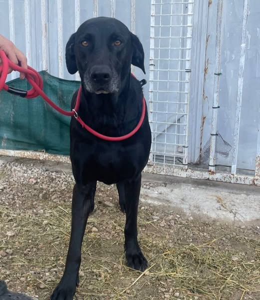 Foto de un Perro Mestizo en adopción en Valencia