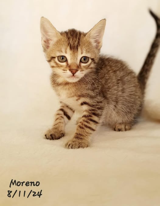 Foto de un Gato Europeo Común en adopción en Alicante