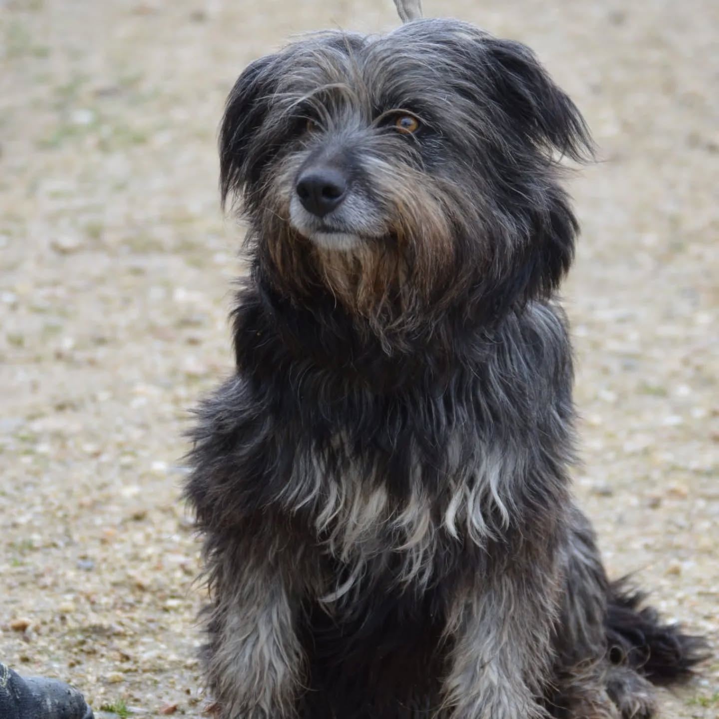 Foto de un Perro Gos d’Atura Català en adopción en Toledo