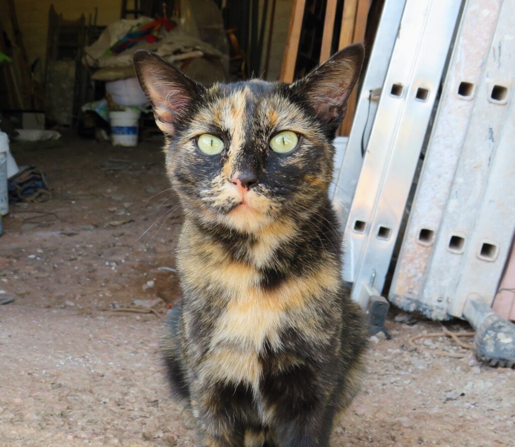 Foto de un Gato Europeo Común en adopción en Ciudad Real