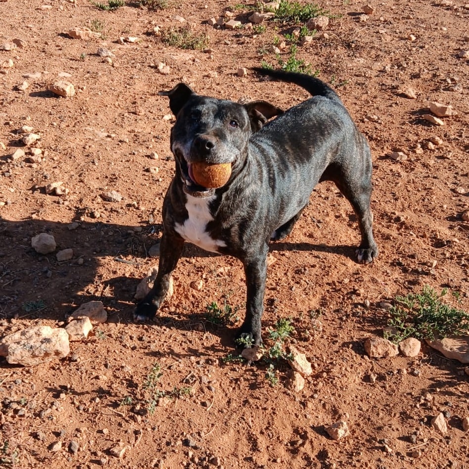 Foto de un Perro Bull Terrier en adopción en Puerto del Rosario