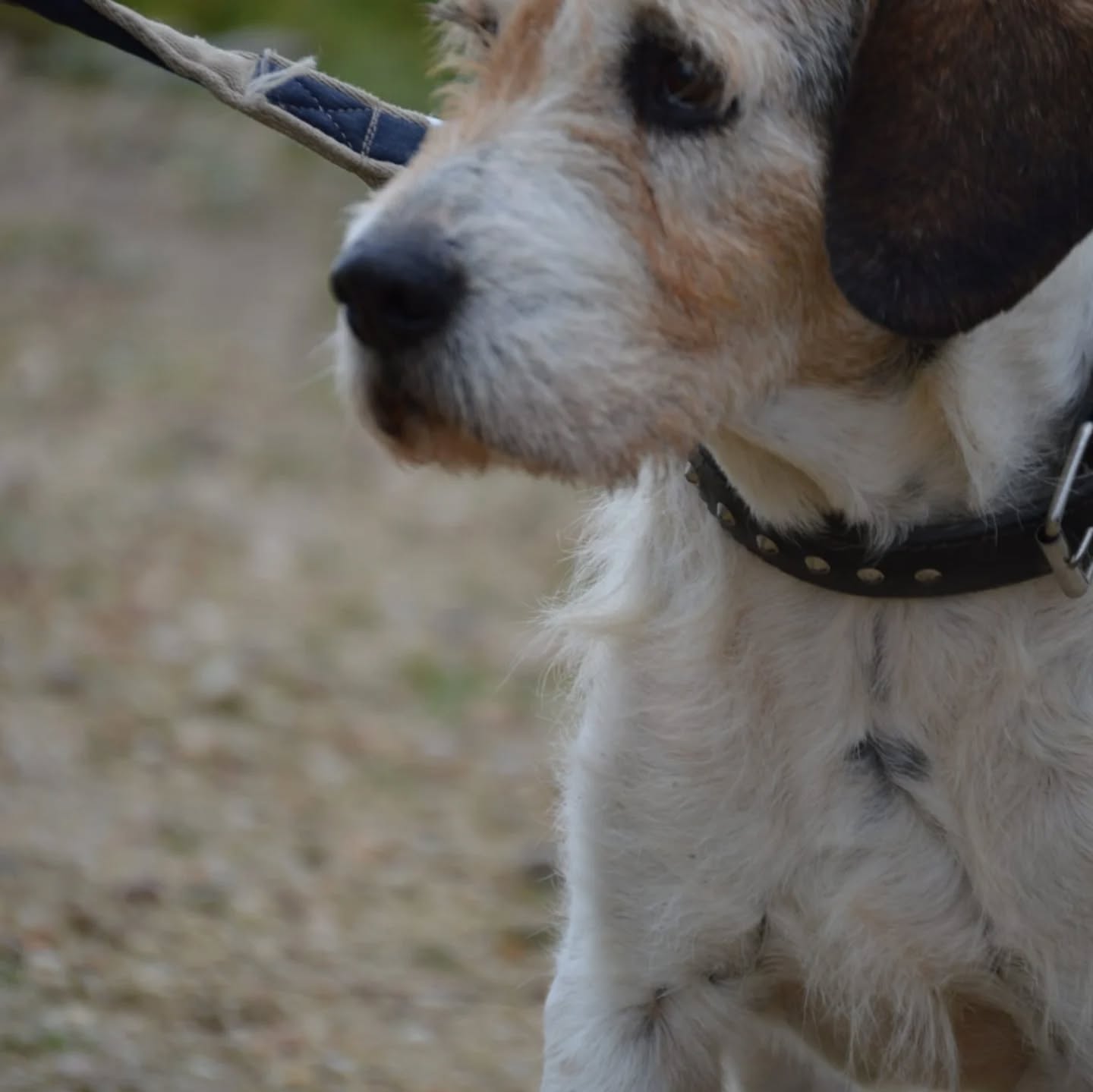 Foto de un Perro Mestizo en adopción en Toledo