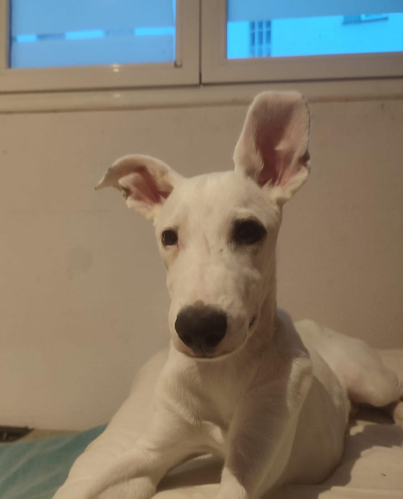 Foto de un Perro Podenco en adopción en Zaragoza