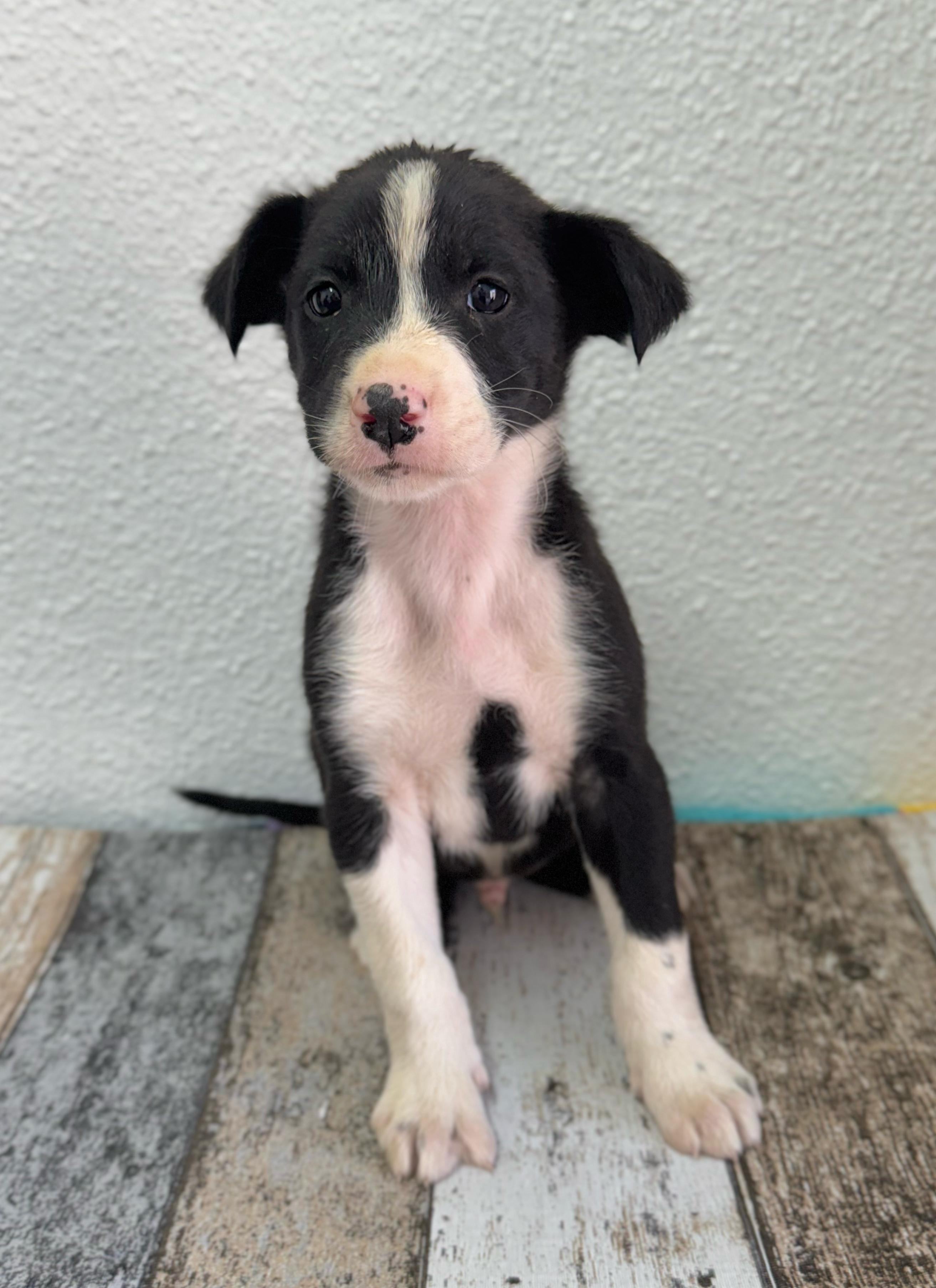 Foto de un Perro Mestizo en adopción en Alicante