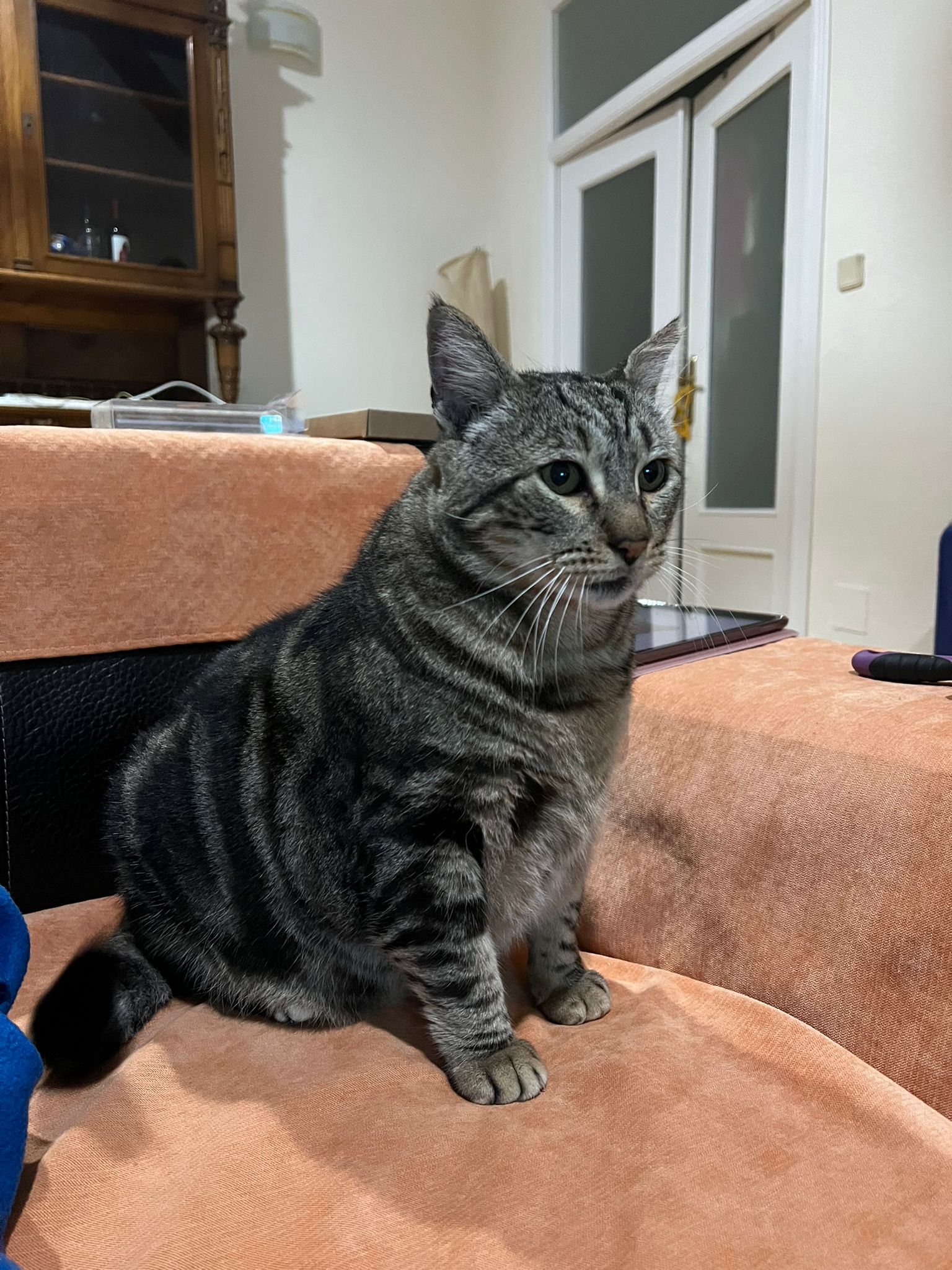 Foto de un Gato Europeo Común en adopción en Murcia