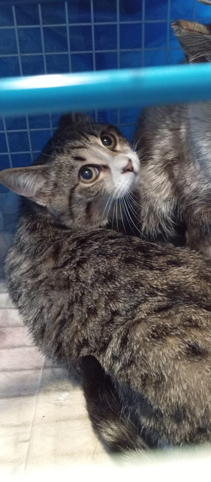 Foto de un Gato Europeo Común en adopción en Zaragoza