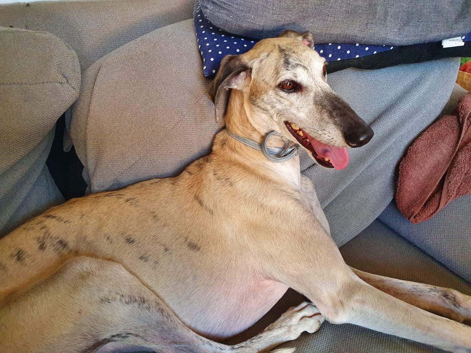 Foto de un Perro Galgo Español en adopción en Madrid