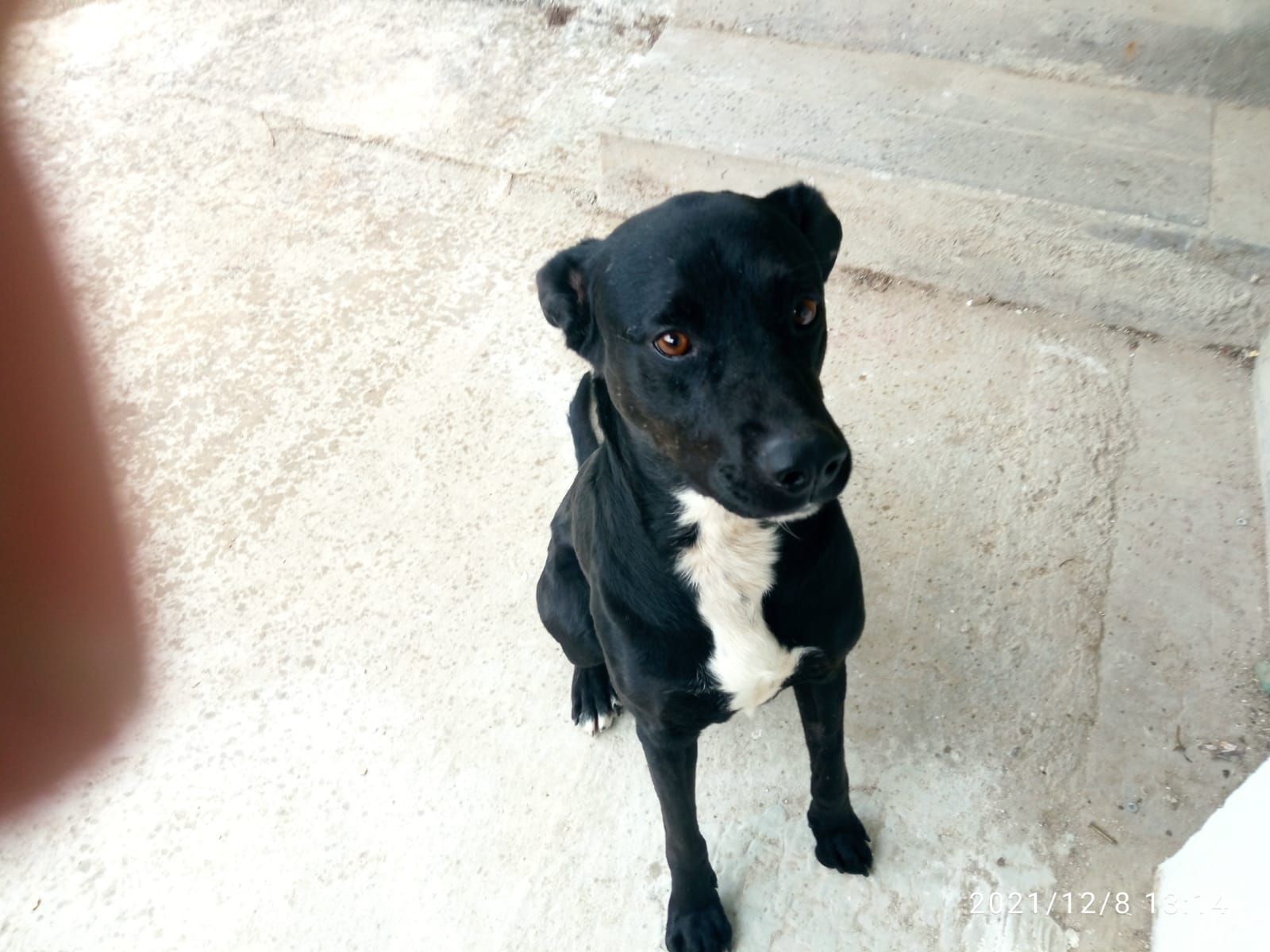 Foto de un Perro Labrador Retriever en adopción en Madrid