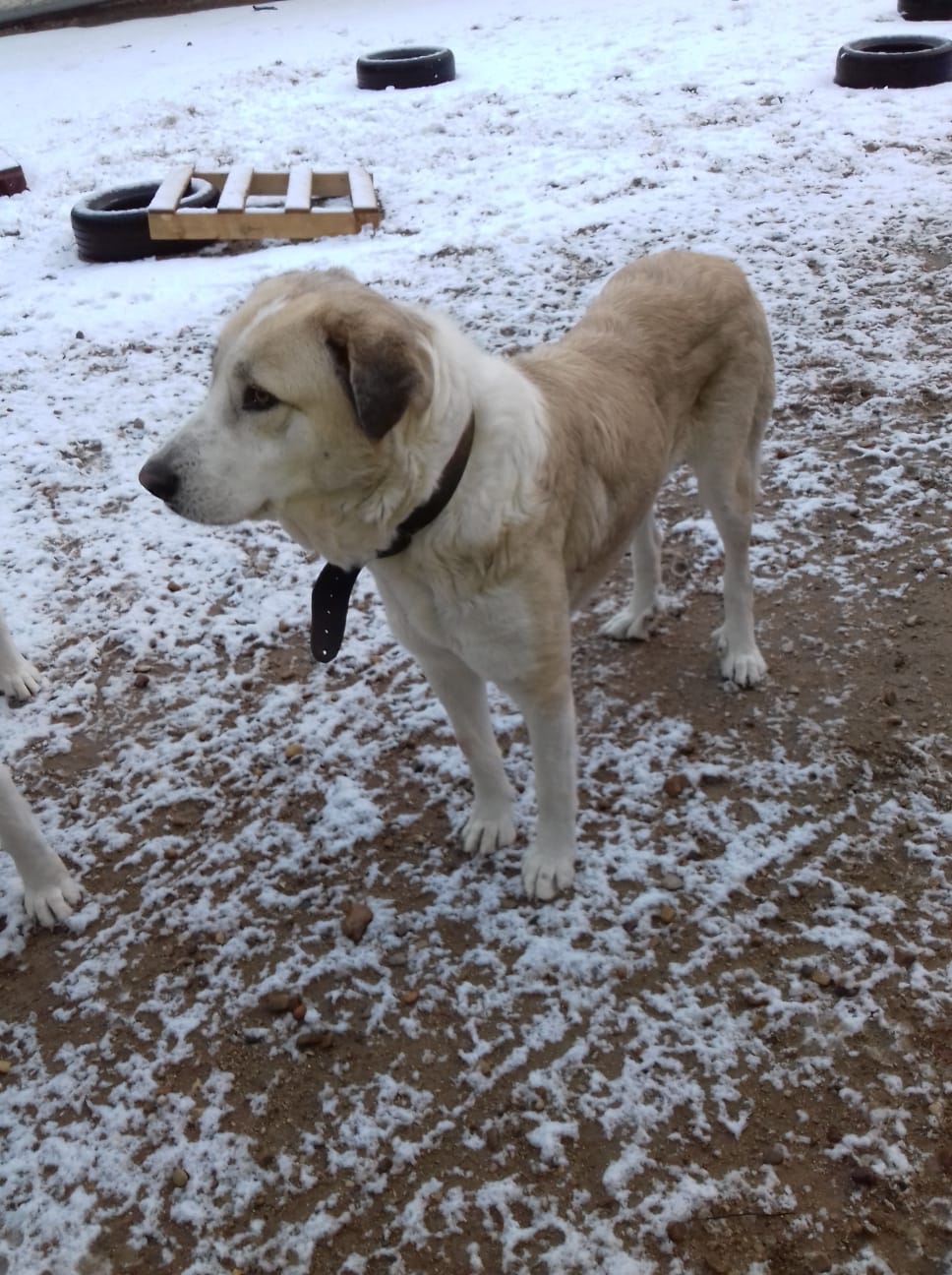 Foto de un Perro Mastín Español en adopción en Madrid
