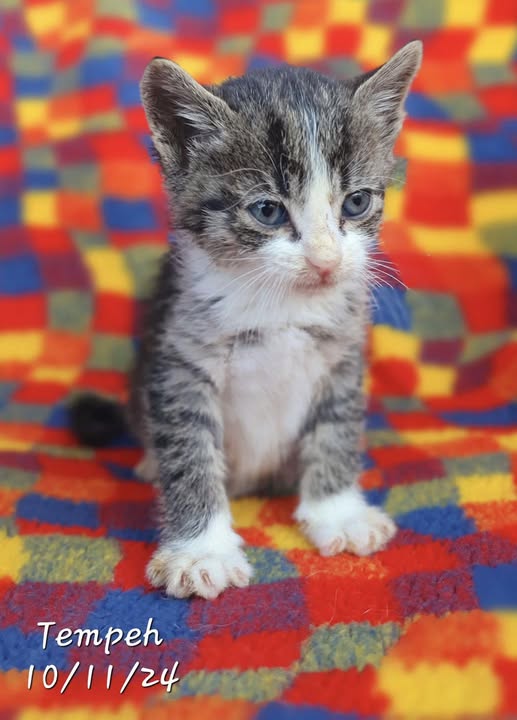 Foto de un Gato Europeo Común en adopción en Alicante