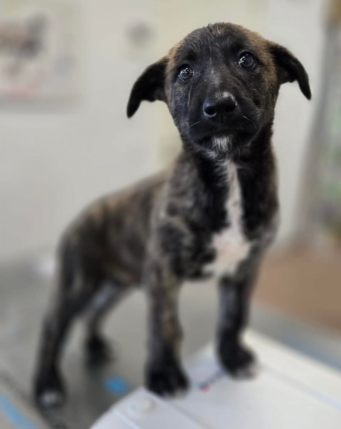 Foto de un Perro Pastor Belga en adopción en Alicante