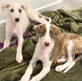 Foto de un Perro Galgo Español en adopción en Toledo