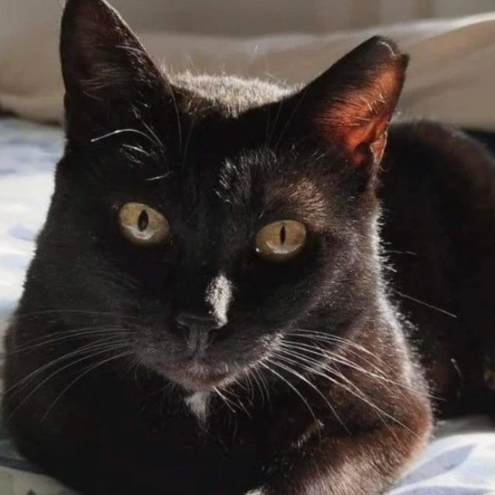 Foto de un Gato Europeo Común en adopción en Valencia