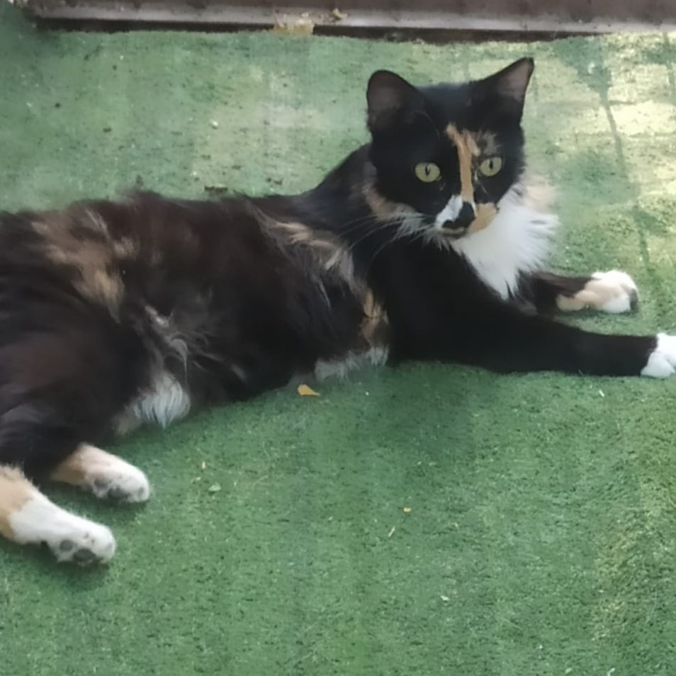 Foto de un Gato Europeo Común en adopción en Madrid