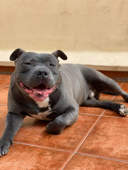 Foto de un Perro Pitbull en adopción en Valencia
