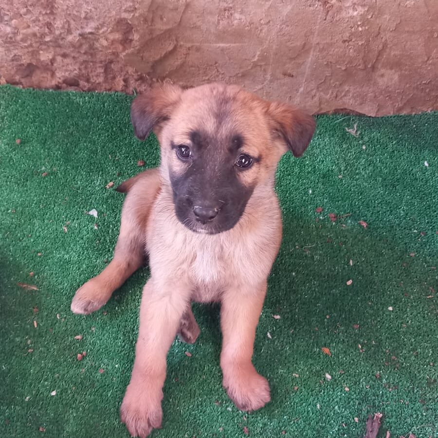 Foto de un Perro Mestizo en adopción en Valencia